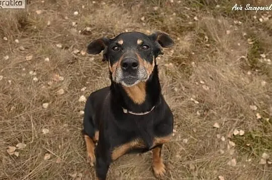 Neyla - pokochaj bezdomniaczka, , Dąbrówka
