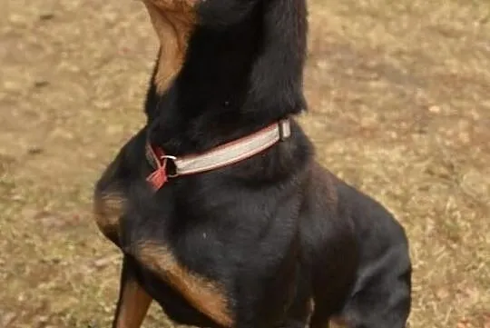 Neyla - pokochaj bezdomniaczka, , Dąbrówka