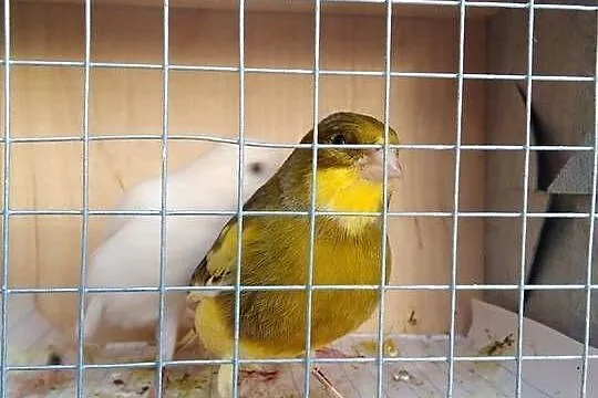 Sprzedam kanarki, Podkarpackie, Tarnobrzeg