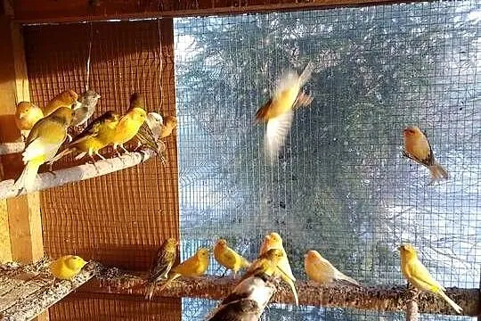 Sprzedam kanarki, Podkarpackie, Tarnobrzeg