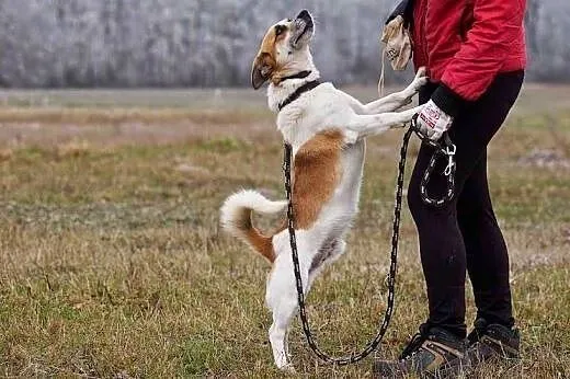 Julek - młody psiak bardzo prosi o dom,  śląskie K