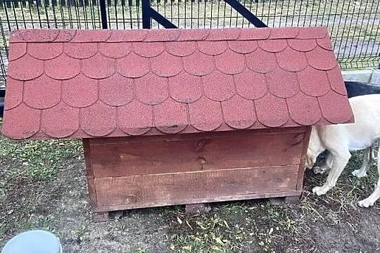 buda dla psa, Podkarpackie, Głogów Małopolski