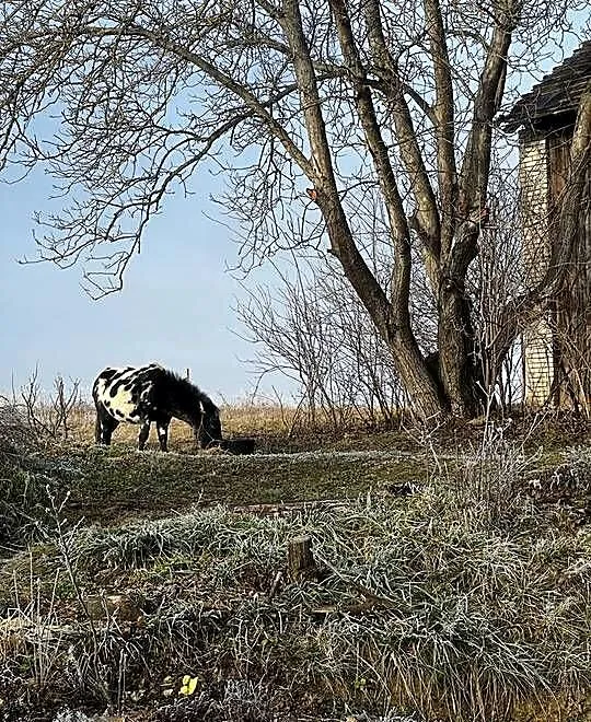 mułko.kropkowany wałach, Świętokrzyskie, Pińczów