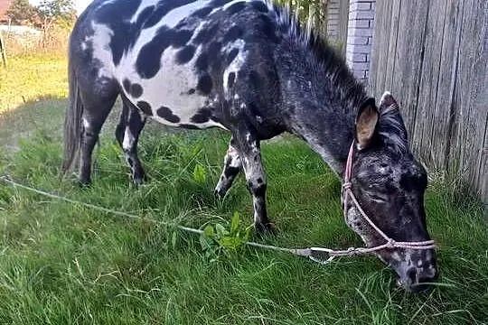 mułko.kropkowany wałach, Świętokrzyskie, Pińczów