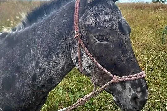 mułko.kropkowany wałach, Świętokrzyskie, Pińczów