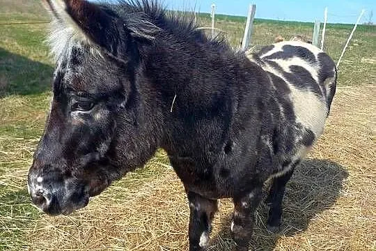 mułko.kropkowany wałach, Świętokrzyskie, Pińczów