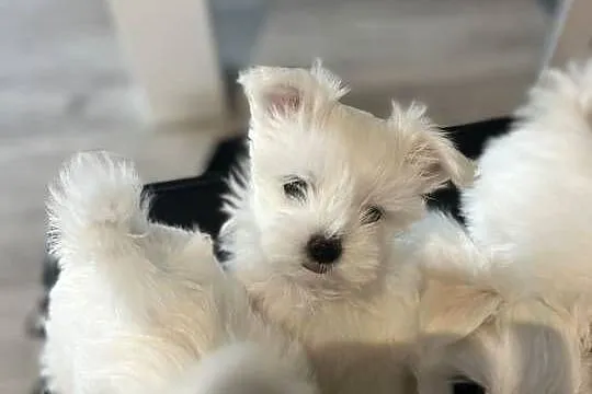 Maltańczyk, Lubelskie, Zarzec Ulański
