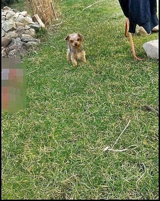 Yorkshire terrier reproduktor ! , dolnośląskie W