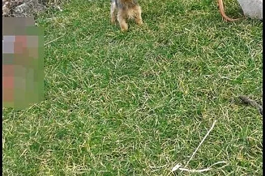 Yorkshire terrier reproduktor !  ,  dolnośląskie W