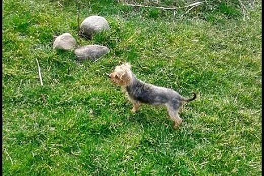 Yorkshire terrier reproduktor !  ,  dolnośląskie W