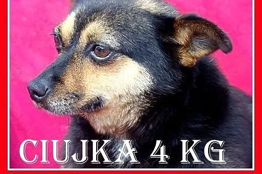 4kg,dmowa,przytulaśna,kanapowy psiak,suczka CIUJKA