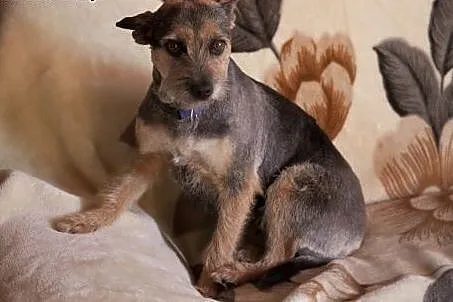 ZOJA cudo nad cudami do adopcji :),  Kundelki cała