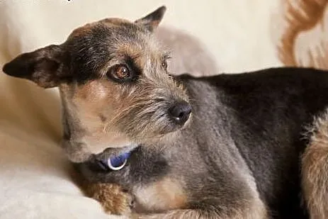 ZOJA cudo nad cudami do adopcji :),  Kundelki cała