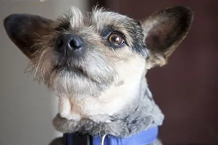 ZOJA cudo nad cudami do adopcji :),  Kundelki cała