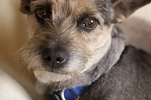 ZOJA cudo nad cudami do adopcji :),  Kundelki cała