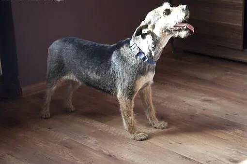 ZOJA cudo nad cudami do adopcji :),  Kundelki cała