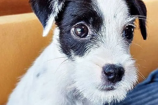 Parson Russell terrier suczka szczenię, Dolnośląskie, Wrocław