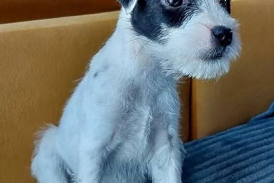 Parson Russell terrier suczka szczenię, Dolnośląskie, Wrocław