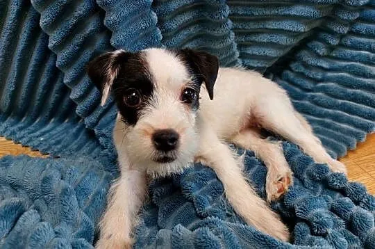 Parson Russell terrier suczka szczenię, Dolnośląskie, Wrocław