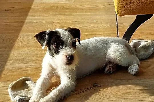 Parson Russell terrier suczka szczenię, Dolnośląskie, Wrocław