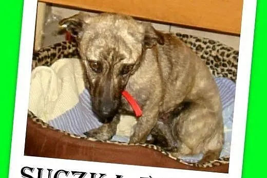 5 kg,płowa pręgowana,łagodna,delikatna przyjazna suczka PRĘGUSIA.Adopcja,  łódzkie Łódź
