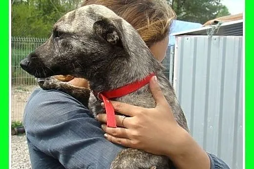 5 kg,płowa pręgowana,łagodna,delikatna przyjazna s