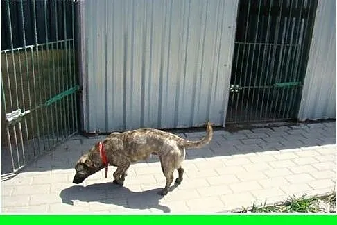 5 kg,płowa pręgowana,łagodna,delikatna przyjazna s