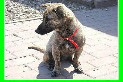 5 kg,płowa pręgowana,łagodna,delikatna przyjazna s