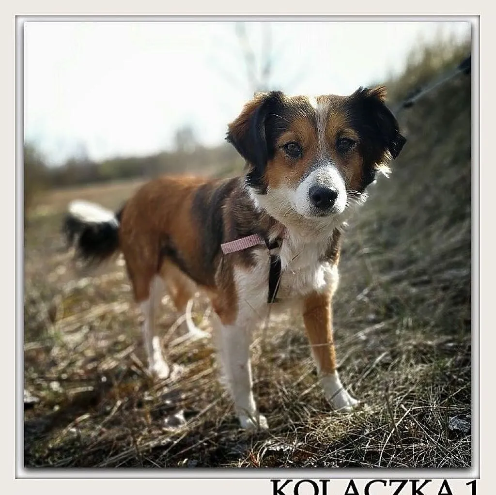 Mała 9 kg,1,5 roczna sunia,grzeczna,kontaktowa,sterylizowana KOLACZKA 1.Adopcja., Małopolskie, Kraków