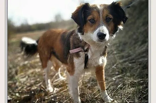 Mała 9 kg,1,5 roczna sunia,grzeczna,kontaktowa,sterylizowana KOLACZKA 1.Adopcja., Małopolskie, Kraków