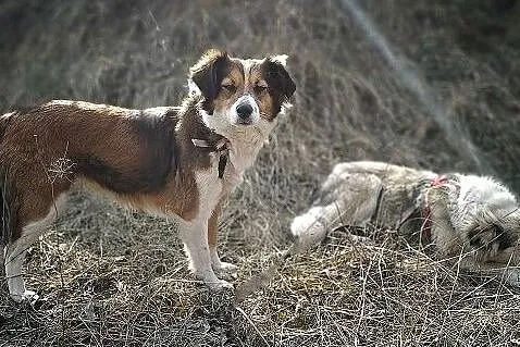 Mała 9 kg,1,5 roczna sunia,grzeczna,kontaktowa,sterylizowana KOLACZKA 1.Adopcja., Małopolskie, Kraków