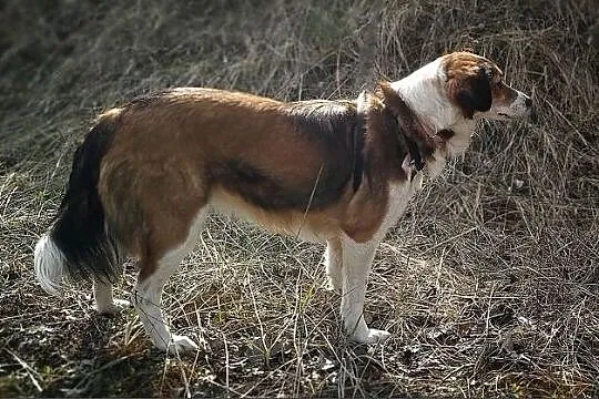 Mała 9 kg,1,5 roczna sunia,grzeczna,kontaktowa,sterylizowana KOLACZKA 1.Adopcja., Małopolskie, Kraków