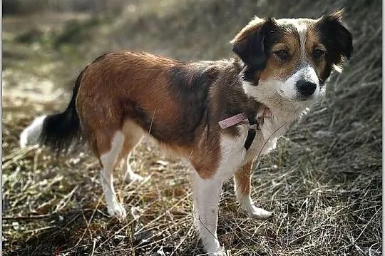 Mała 9 kg,1,5 roczna sunia,grzeczna,kontaktowa,sterylizowana KOLACZKA 1.Adopcja., Małopolskie, Kraków