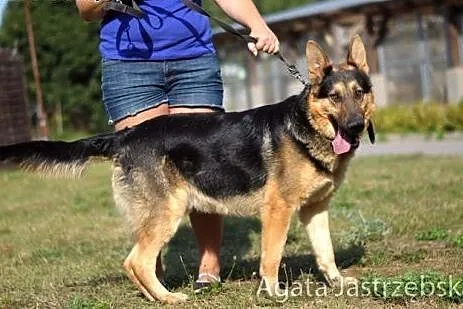 Dwuletni Norton uwięziony w schronisku...,  warmiń