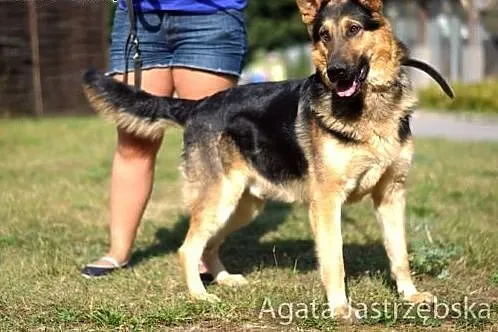 Dwuletni Norton uwięziony w schronisku...,  warmiń