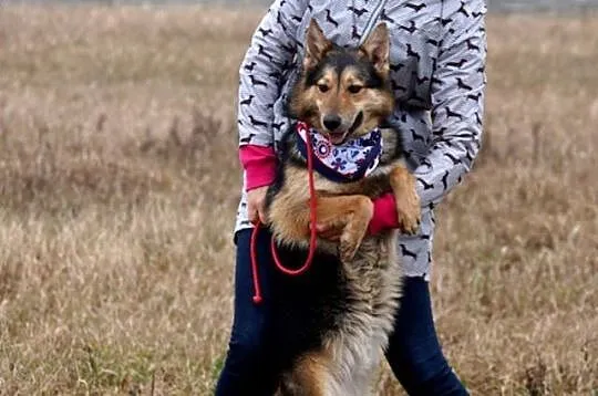 Młody, wesoły Riko, pozytywny pies szuka pozytywne