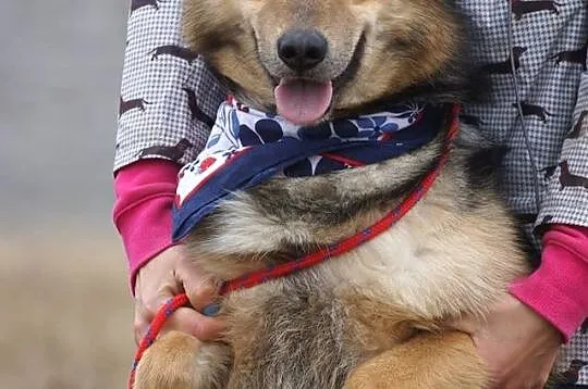 Młody, wesoły Riko, pozytywny pies szuka pozytywne