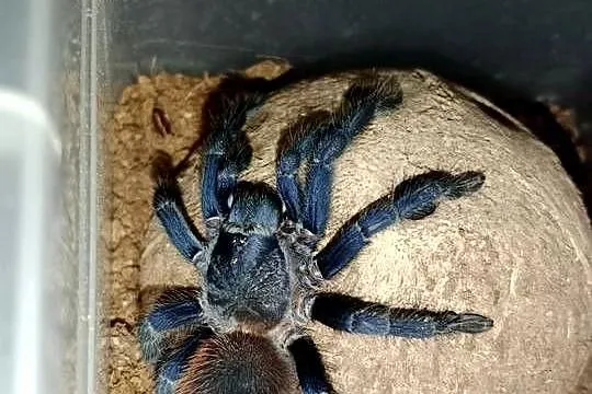 Ptasznik Lasiocyano (ex.pterinopelma) sazimai ok 4dc