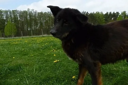 OSKAR starszy piesek szuka domu na resztę życia!