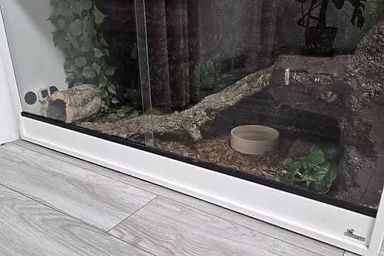Pyton królewski + terrarium 120x50x60 + szczury, Śląskie, Bielsko-Biała