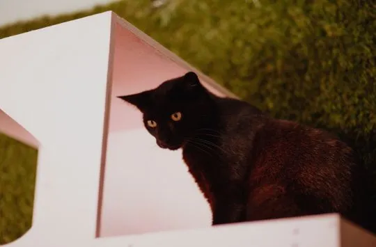 Koks - super kocię szuka domu!  Black panther- Koks szuka domu! Przedstawiamy Koksa – około rocznego, , Warszawa