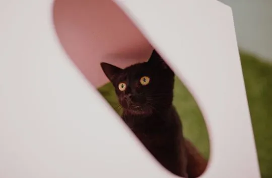 Koks - super kocię szuka domu!  Black panther- Koks szuka domu! Przedstawiamy Koksa – około rocznego, , Warszawa