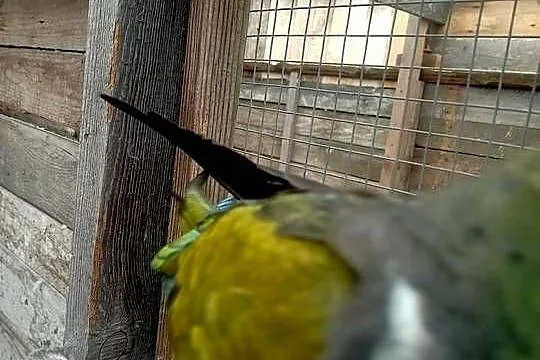 Patagonka oswojona, Pomorskie, Brusy