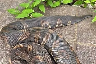 Super Chocolate het clown 66 % Samica Regius Python