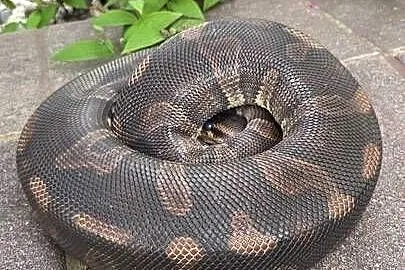 Super Chocolate het clown 66 % Samica Regius Python, Mazowieckie, Pruszków