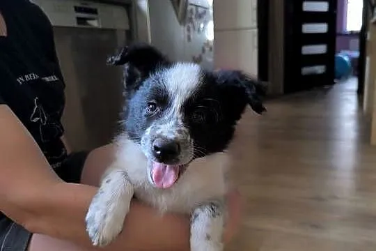 Border colie blue merle i biało czarne
