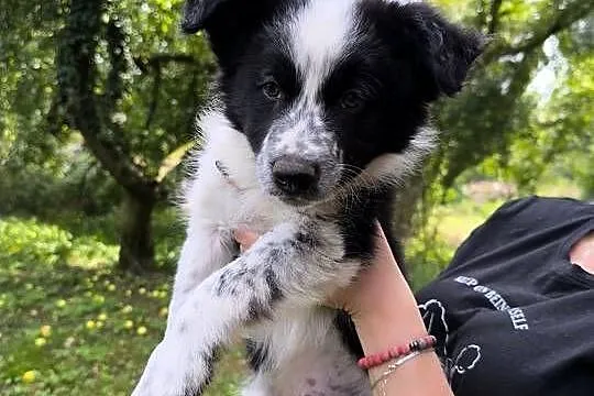 Border colie blue merle i biało czarne, Wielkopolskie, Koziegłowy