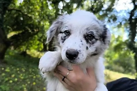 Border colie blue merle i biało czarne, Wielkopolskie, Koziegłowy