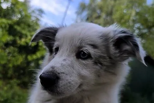 Border colie blue merle i biało czarne, Wielkopolskie, Koziegłowy