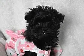 pudel shihtzu shipoo szczeniaczki shihpoo